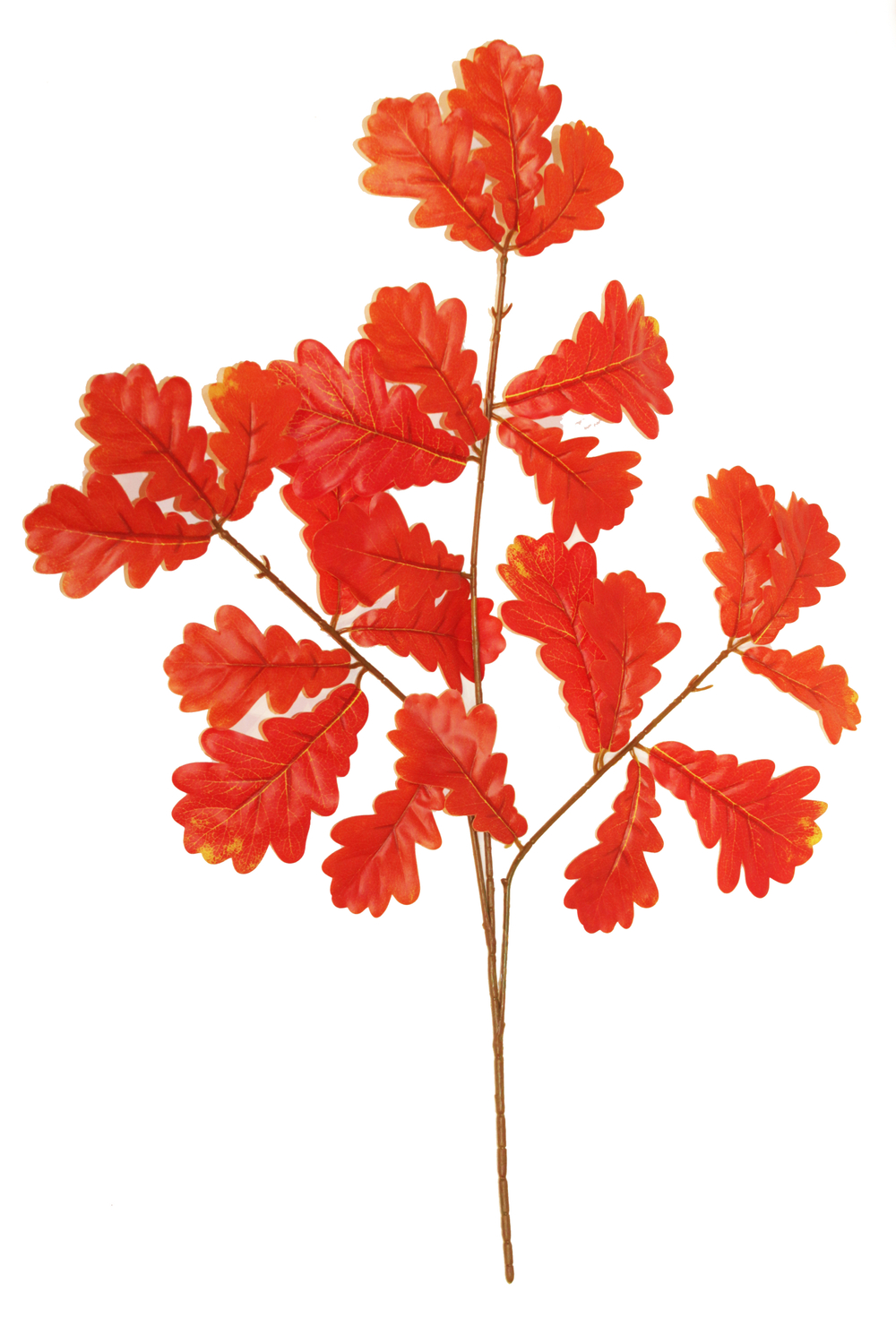 Ветка дуба кустовая