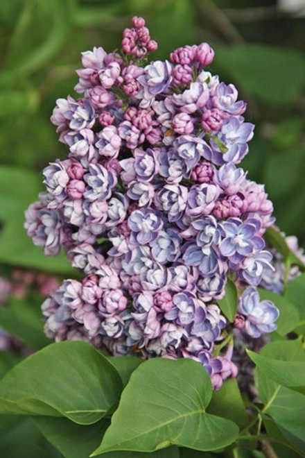 Сирень "АМИ ШОТТ"