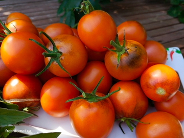 Принцесса Катя сорт томата
