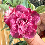 Адениум WAN SAO – SATURDAY