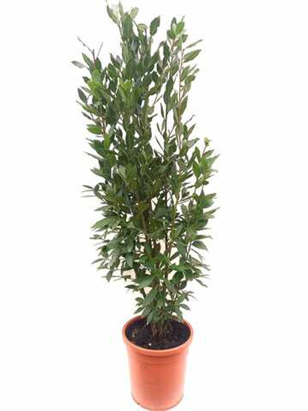 Лавр благородный