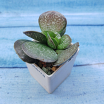 Adromischus Maculatus (Адромискус)
