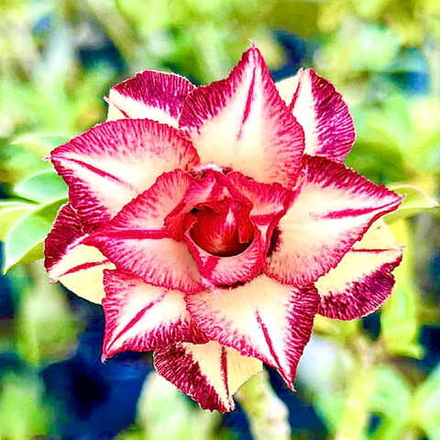 Адениум CANNOLI