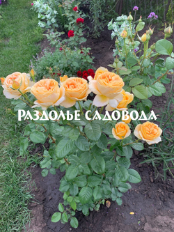 Роза чайно-гибридная Кэндллайт