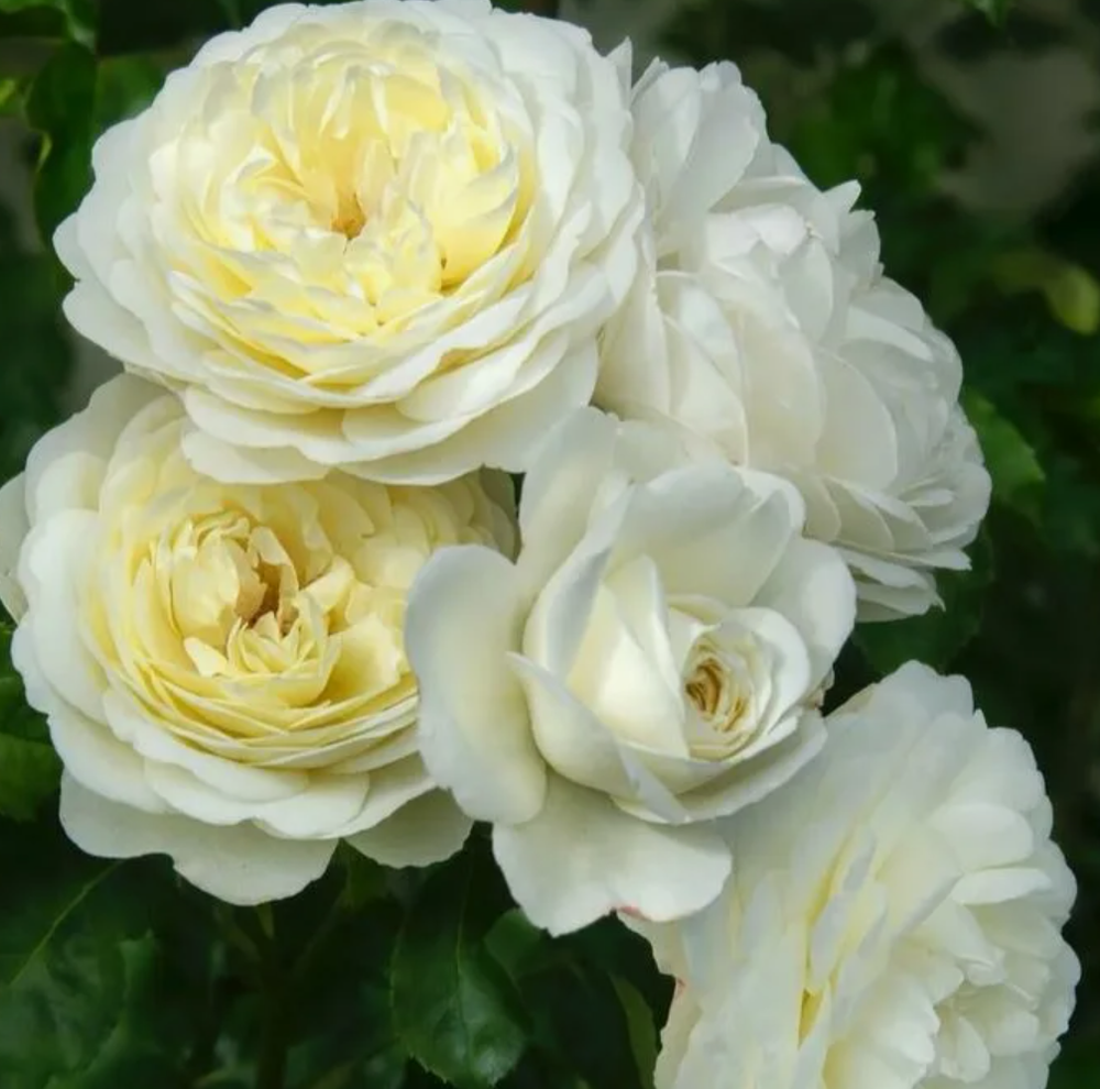 Роза парковая Транквилити ОКС конец апреля -май 2026