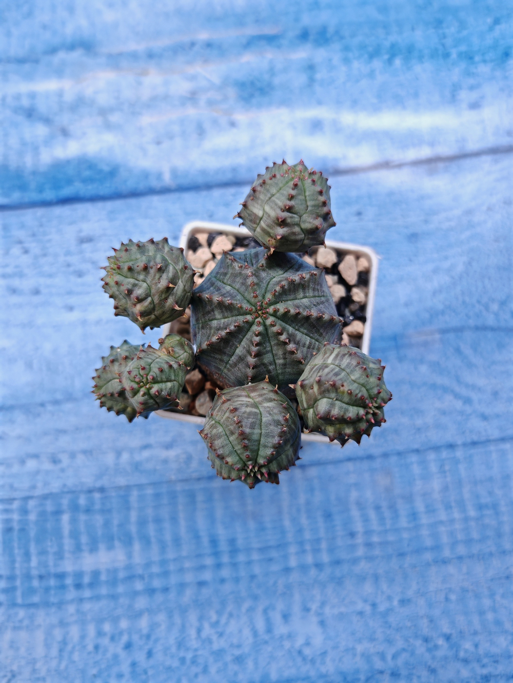 Euphorbia Pseudoglobosa (Эуфорбия)