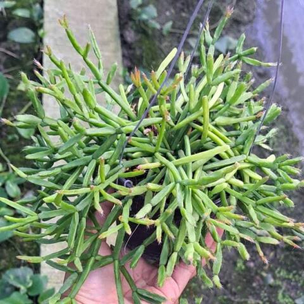 Рипсалис TRIGONA