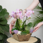 Готовый флорариум с нежной орхидеей Капля XL