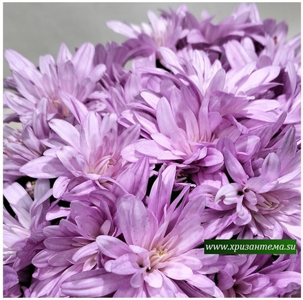 Хризантема мультифлора Sicardo pink ☘ м.36🌿(отгрузка Сентябрь)