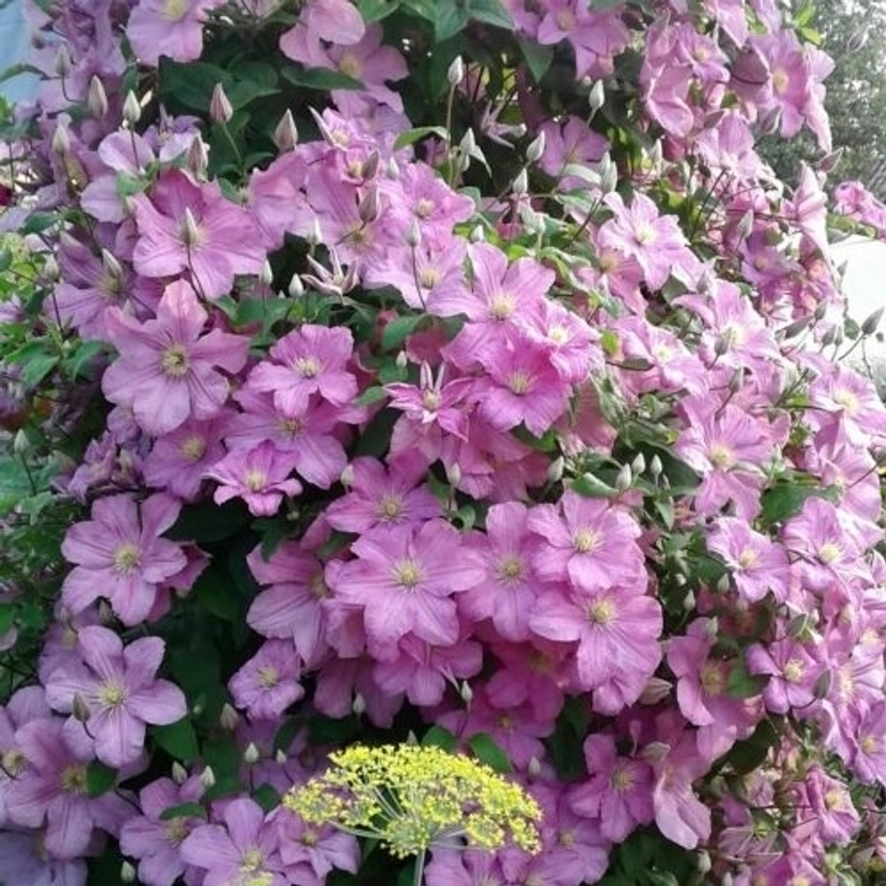 Клематис Comtesse de Bouchaud. (3 группа обрезки)