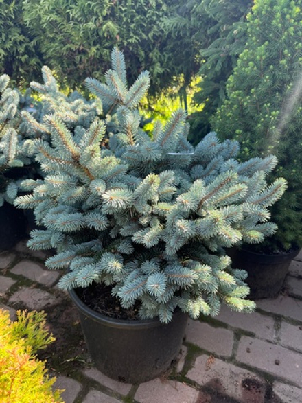 Ель колючая 'Glauca Globosa'