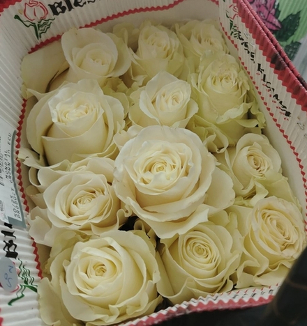 21 роза Мондиаль