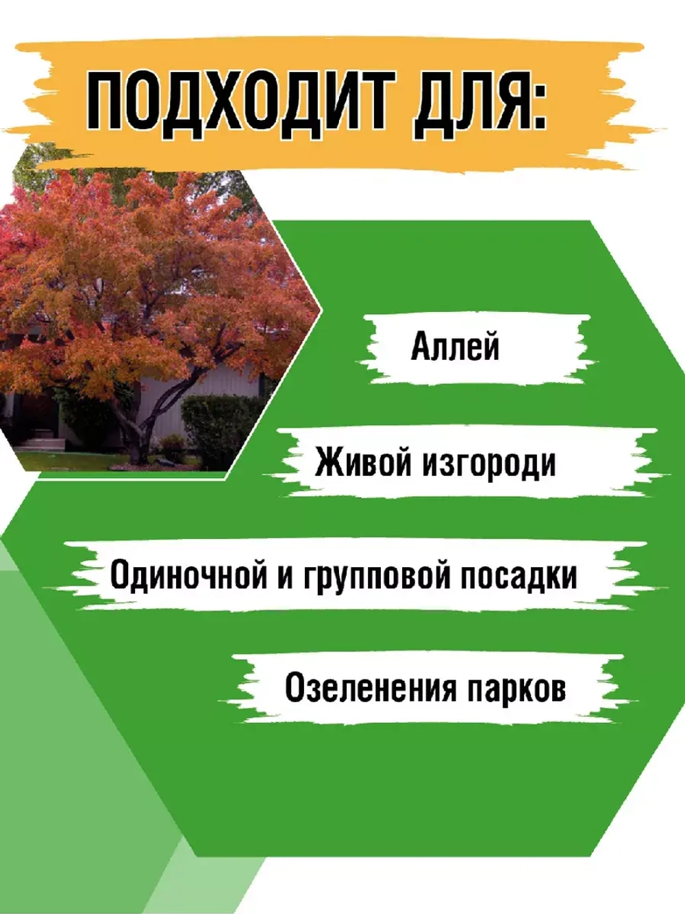 Саженец Клен Татарский