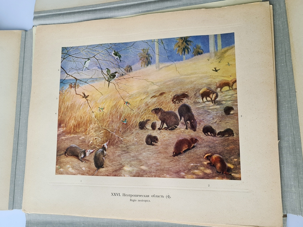 "Зоогеографический атлас". М.А. Мензбир. 1912 г. - редкая книга