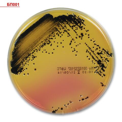 SS-агар (сальмонеллезно-шигеллезный агар), готовый, в чашке Петри 10 шт