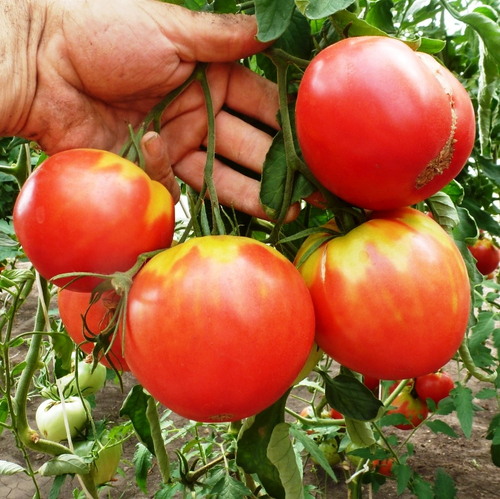 Помидоры Казахстанский Домашний