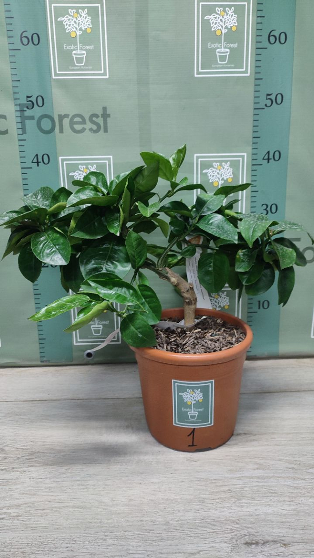 C. sinensis “Sanguinello moscato nucellare”