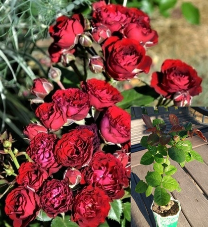 Роза спрей Ред Сенсейшн