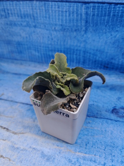 Kalanchoe Maltese Cross (Каланхоэ)