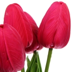 Цветы искусственные «Natur» 38см Тюльпаны 7шт фиолетовые