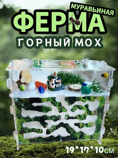 Формикарий «Горный мох» с муравьями в подарок