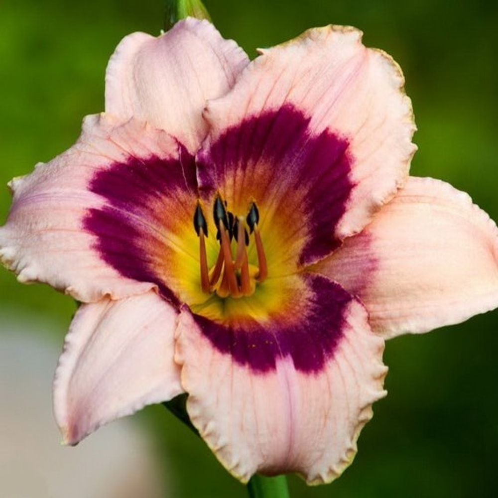 Лилейник Вайнберри Кэнди