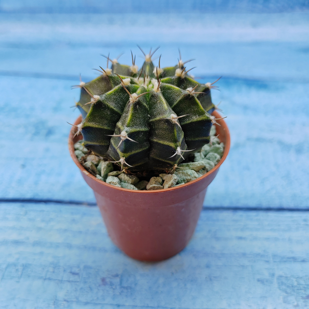 Gymnocalycium Friedrichii (Гимнокалициум)