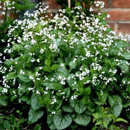 Бруннера крупнолистная Мистер Морзе С2