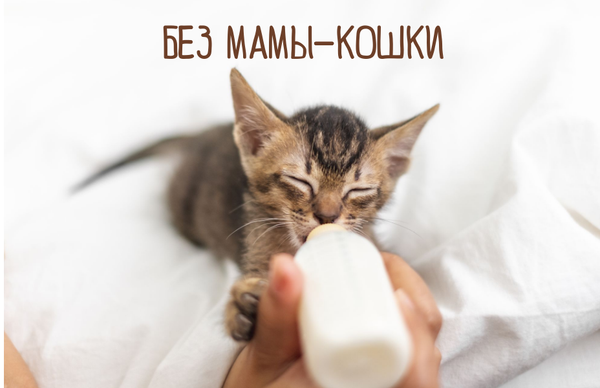 БЕЗ МАМЫ-КОШКИ