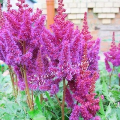 Астильба китайская Вижн ин ред