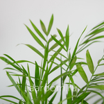 Хамедорея Элеганс 12/45