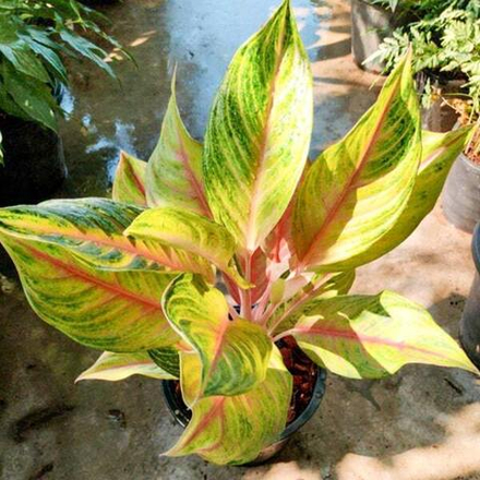 Аглаонема THONG LAIMA