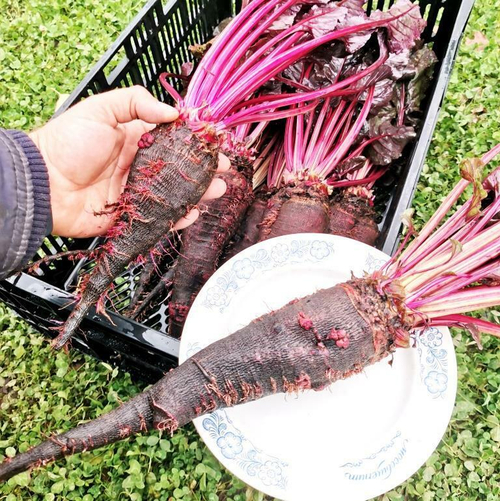 Свёкла Древняя Деликатесная Жаба Краподин - Crapaudine Beet