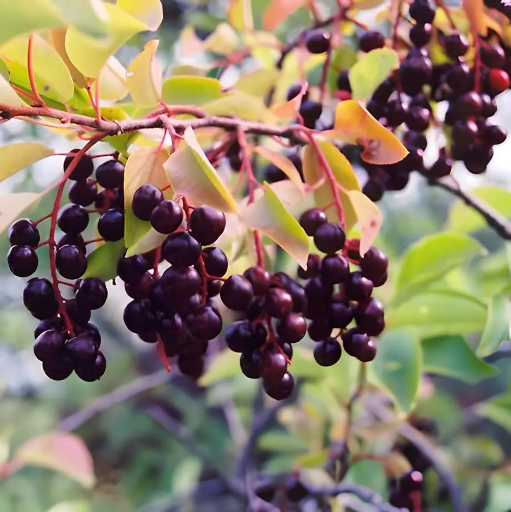 Черемуха Колората