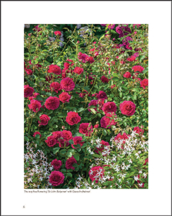 David Austin's English Roses