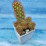 Mammillaria Elongata rubra (Маммилярия)