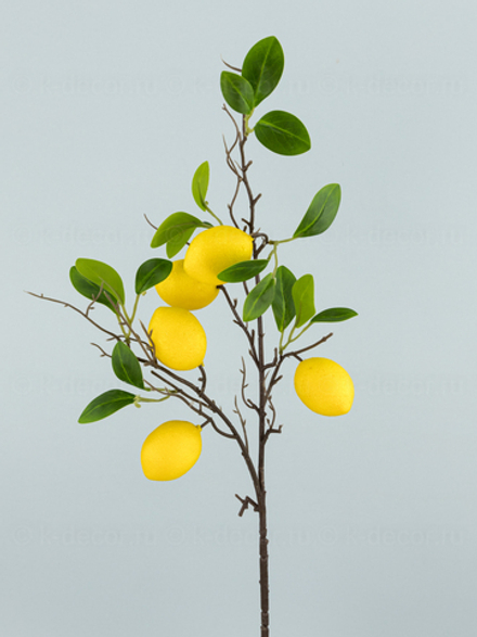 Ветка Лимон Египетский