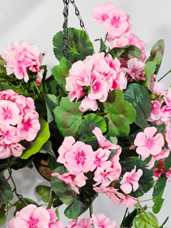 Пеларгония ампельная 4 куста розовая 65см в коковите на цепочках
