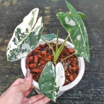 Алоказия FRYDEK VAR