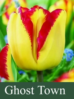 Тюльпаны Ghost Town 4 шт, набор луковиц