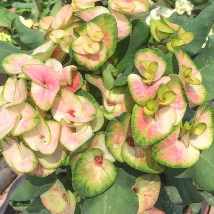 Эуфорбия Миля PETCH MANEE FANCY