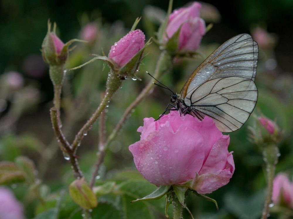 Поля дамасской розы и озеро Салда