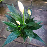 Спатифиллум BODHI LEAF