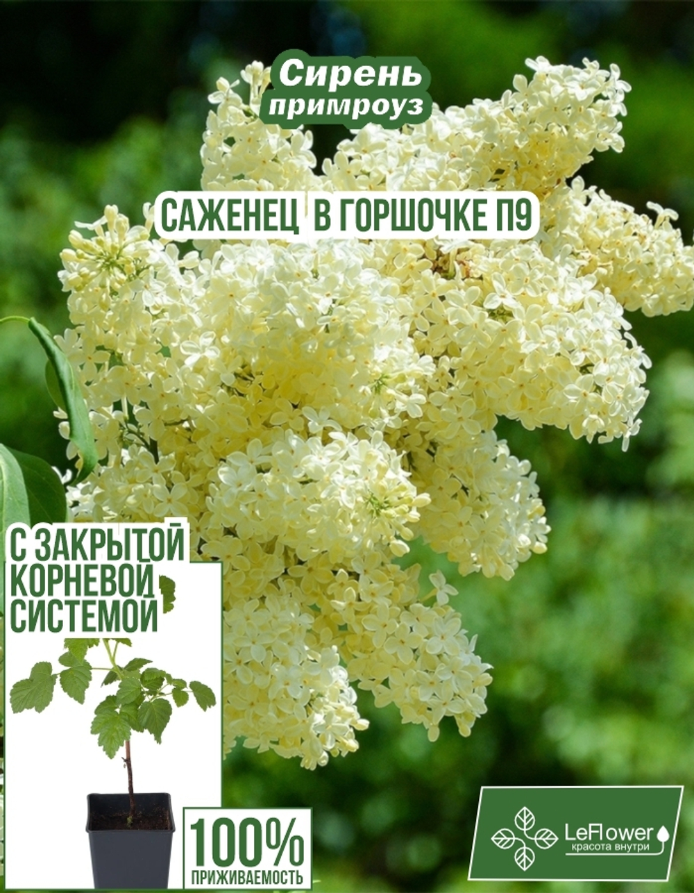 Саженец, Сирень, Примроуз