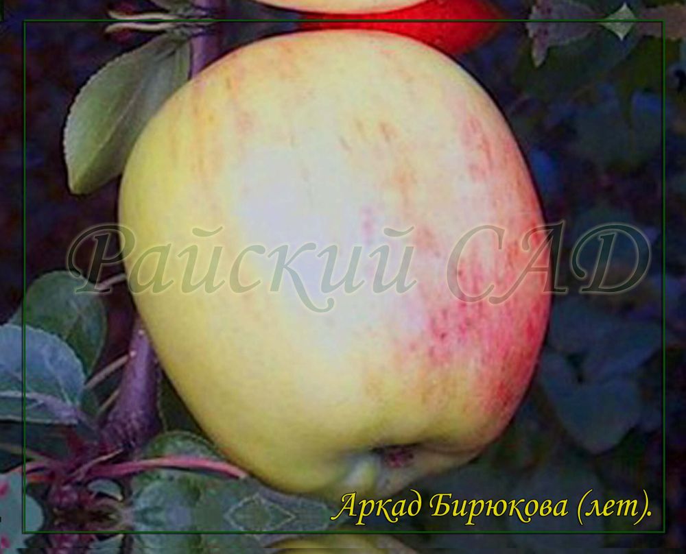 Яблоня аркадик фото и описание