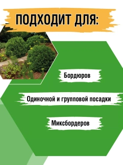 Туя саженец западная Хозери хвойные деревья