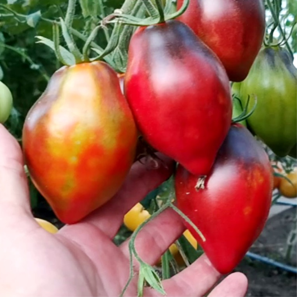 Помидоры - Бронзовое Сердце Сержанта Пеппера