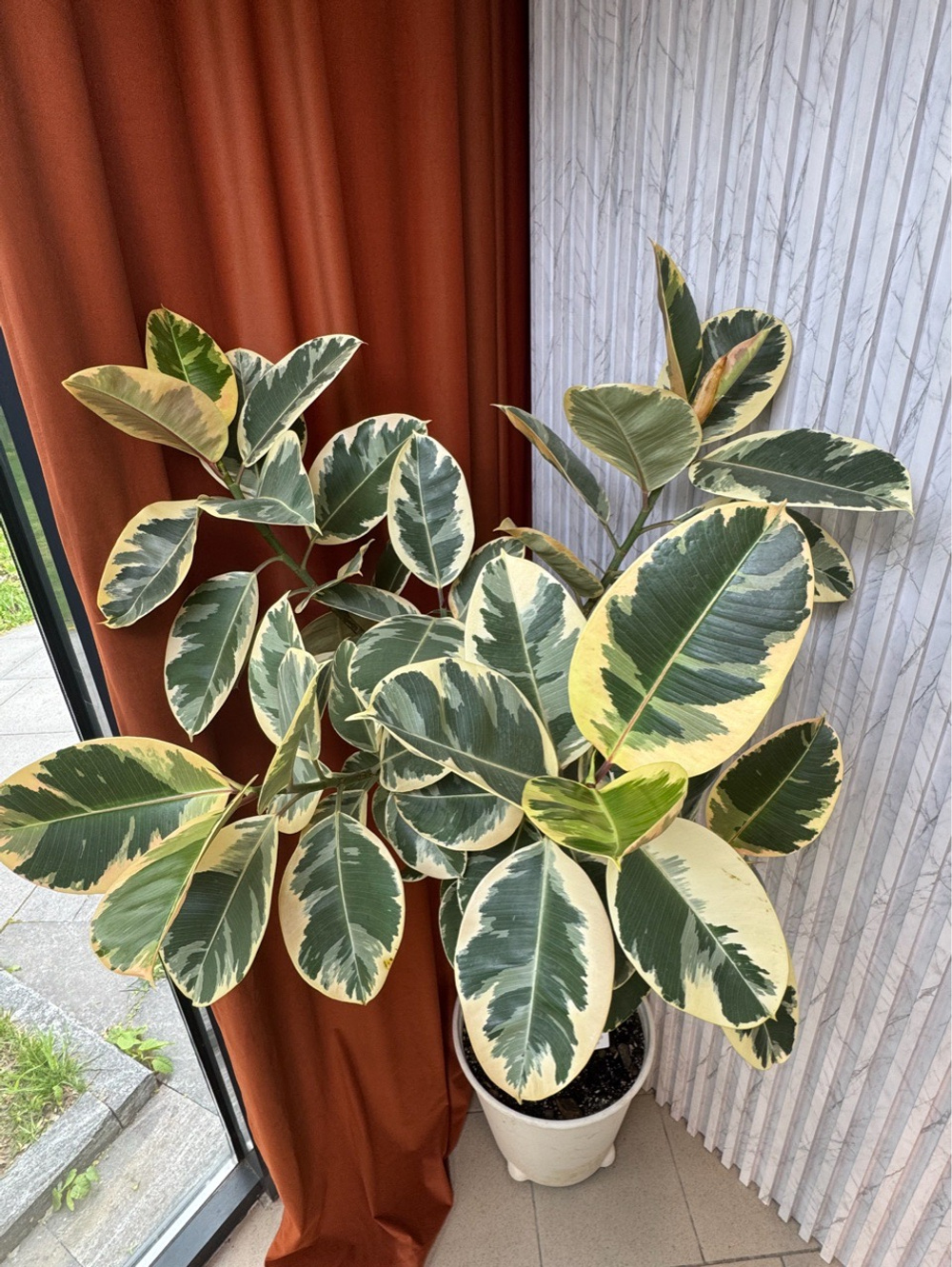 Фикус Эластика Тинеке на штамбе, D39см Н170см, 1шт, Urban Jungle (7143)