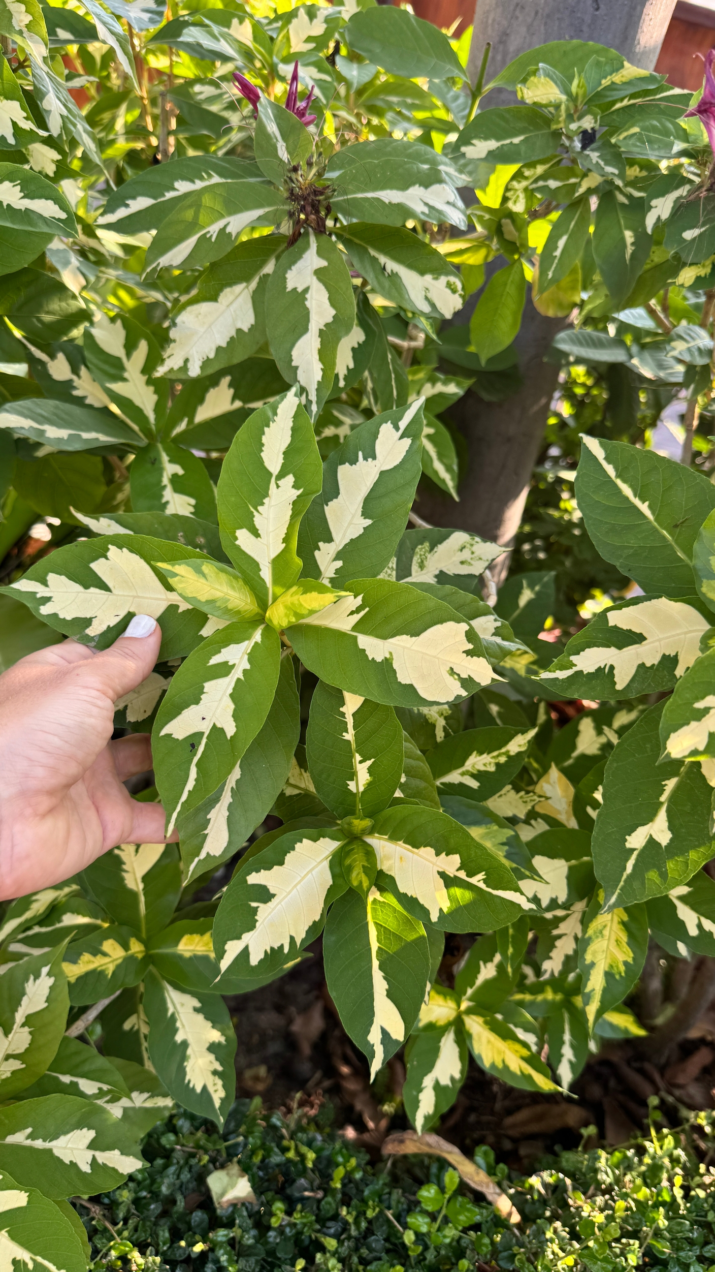 Табернемонтана дивариката и Граптофиллум расписной