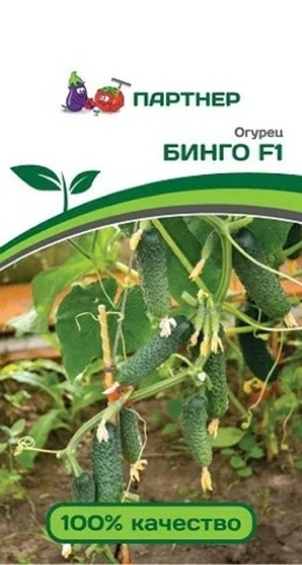 Огурец Бинго F1